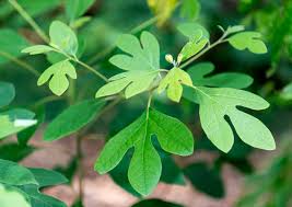 You are in the right place and time to meet your ambition. Sassafras Wikipedia