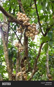 Lanzones fruits are ovoid, roundish orbs around five centimeters in diameter, usually found in clusters of two to thirty fruits. Langsat Lanzones Fruit Image Photo Free Trial Bigstock