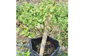 Manfaat bioteknologi dalam bidang pertanian yakni dapat digunakan untuk menciptakan varietas unggul, membantu proses pembibitan, dan mengatasi keterbatasan lahan. Semangat Jitu Perlu Harungi Cabaran Dunia Pertanian Media Permata Online