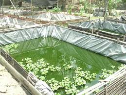 Cara Ternak Lele Yang Baik Dan Benar Pekarangan Ikan Kolam Ikan