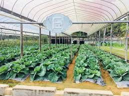 Puncak arabella,tanah rata, cameron highland. Agro Technology Park Mardi Cameron Highlands Review What To Expect 2021