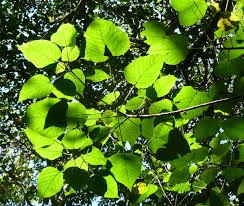 Image result for Macaranga capensis