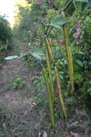 Image result for Cassia thyrsoidea