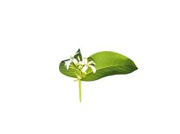 Image result for Holarrhena floribunda