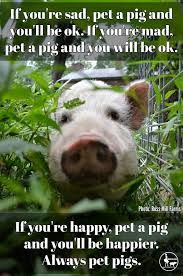 Always Pet Pigs Pet Pigs Pig Pig Memes