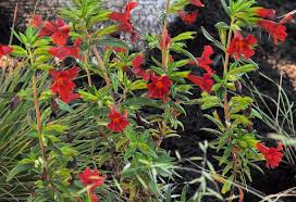 Image result for Mimulus