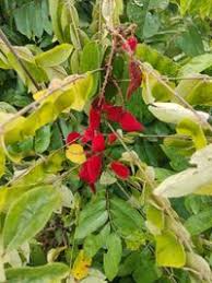 Image result for Cnestis