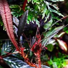 Image result for Sauvagesia