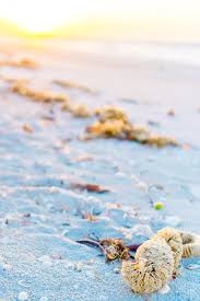 See 7,114 unbiased reviews of the island cow, rated 4 of 5 on tripadvisor and ranked #23 of 69 restaurants in sanibel island. Visiting Sanibel Island Florida Why To Pick Sanibel For A Beach Getaway Sweet Cs Designs