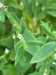 Image result for Polygonum aviculare