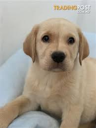 Labs are sociable, affectionate, and loyal. Golden Retriever X Labrador Puppies