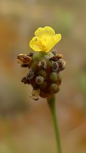 Image result for Xyris