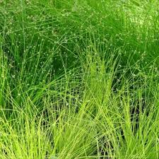 Image result for Isolepis prolifera