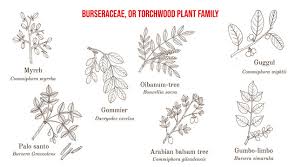 Image result for Burseraceae