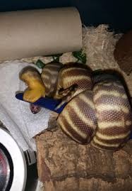 Om Nom Nom Wait Sneks