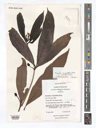 Image result for Morinda asteroscepa