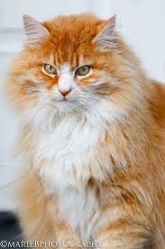 Long haired orange kitten 3 it s so fluffy or the best operative from being trained in the infamous red room acade cute cats kittens cutest cute animals. Long Haired Orange And White Tabby Cat By Marie Boragine Photo Stock Snapwire