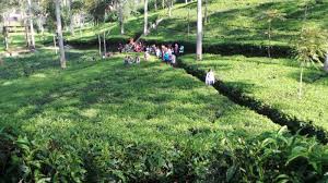 Maybe you would like to learn more about one of these? Bisnis Teh Di Indonesia Terus Terkoreksi Tribun Jateng