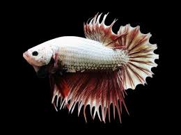 Best names collection for female betta fish. 1000 Clever And Cute Betta Fish Names