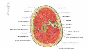 Surface anatomy is best studied using a regional. Neck Cross Sectional Anatomy Anatomy Drawing Diagram