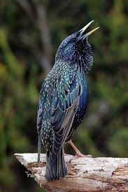 Small Bird With Black And White Head Uk Starling Beautiful Hues Of Blue Green Turquoise Purple Black And Gold Krasivye Pticy Zhivotnye Fotografii Ptic