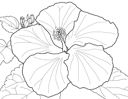Spring Flowers Coloring Page Beautiful Blossoms Flower Coloring Pages Hibiscus Flower Drawing Coloring Pages