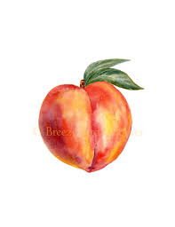 Pin By Selin On Watercolour Watercolor Fruit Peach Art Fruit Art