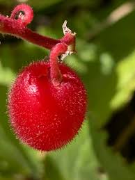 Image result for Cyphostemma lanigerum