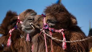 Overall, camel up is a fun, strategically light game that is very easy to learn and teach. Behold Mongolia S Camel Beauty Contest Npr