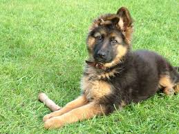 Image result for german shepherd dog