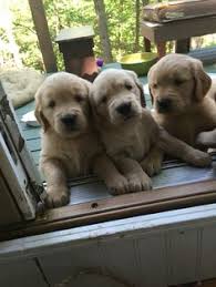 Learn more about golden huggs rescue inc in waitsfield, vt, and search the available pets they have up for adoption on petfinder. 25 Champion Line Goldens Of Vermont Ideas Golden Retriever Puppies Retriever