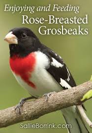 Rose Breasted Grosbeaks Activities Printables And Worksheets Backyard Birds Watching Bird Watching Backyard Backyard Birds