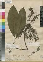 Image result for Astropanax barteri