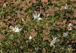 Image result for Bauhinia macrantha