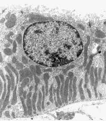 Animal cell electron microscope labelled. 1 Transmission Electron Micrograph Of The Distal Convoluted Tubule Download Scientific Diagram