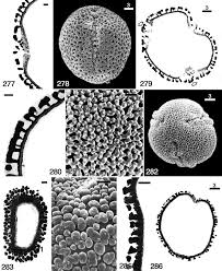 Image result for Tragiella natalensis
