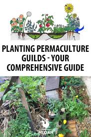 Much of the vegetables we notice at grocery store aisles are specific to growing seasons and annual produce that. Planting Permaculture Guilds Your Comprehensive Guide New Life On A Homestead Permaculture Gardening Food Forest Garden Permaculture