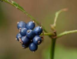 Image result for Psychotria articulata