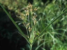 Image result for Cyperus longus