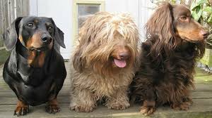 Blue is the dilute of black and fawn (isabella) is a dilute of chocolate. Dachshund Wire Haired Dachshund Long Haired Dachshund