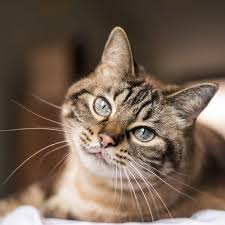 On average, a medium or small cat should weight between 7 and 13 pounds. Tabby Cat Breed Facts Traits Health Vets Choice Vets Choice