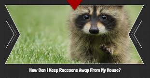 What products will keep raccoons out of a yard? Wildlife Control Powell How Can I Keep Raccoons Away From My House