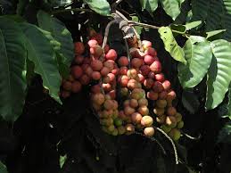 Image result for Aphanamixis polystachya