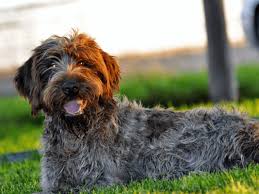 Image result for griffon korthalsův