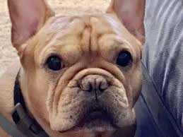 In the nineteenth century, the bulldog was fairly popular in england, especially around nottingham. French Bulldog Rescue Network Silas In Oh