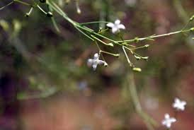 Image result for Amphiasma