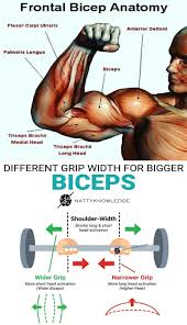 What is the quickest way to build biceps? Wider Biceps