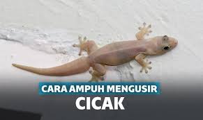 Mengapa saat ada yang ingin bunuh diri atau hanya menanyakan cara bunuh diri yang tidak sakit beberapa orang malah menyemangati untuk. Cara Mengusir Cicak Dari Rumah Dijamin Nggak Akan Kembali