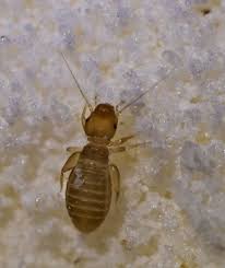 Here i work myself to the skin and bones trying to get this guy to sleep, and what do you do? The Cutest Of Pests Catalogue Of Organisms Booklice