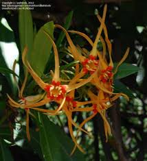 Image result for Strophanthus speciosus
